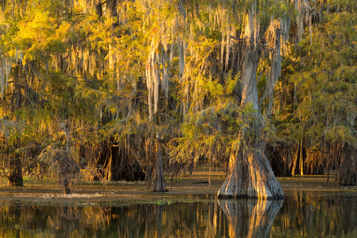 Ancient Cypress Swamps Photo Tour